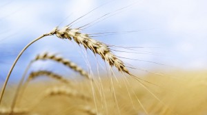 How did that genetically modified wheat end up in a field in Oregon? Investigators still don't know, but now they've found GMO wheat in Montana, too. istockphoto