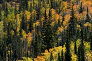 A dying aspens and pine forest, Dixie National Forest, Utah