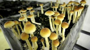 Psilocybin Mushrooms Credit: AP /Peter Dejong, File
