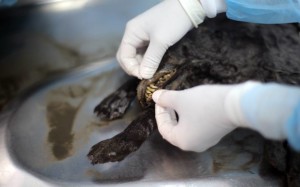 A scientist at the North-Eastern Federal University in Yakutsk, Russia, performing an autopsy of the remains of a puppy, which died 12,460 years ago and was discovered in the northern Russia region of Yakutia. Credit: AFP