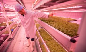 Growing Underground’s list of produce is long and includes pea shoots, rocket, wasabi mustard, red basil and red amaranth, pink stem radish, garlic chives, fennel and coriander. Credit: Graeme Robertson/Guardian 