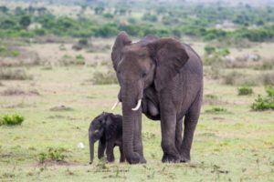 elephant-mother-and-child