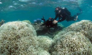 A diver films a reef affected by bleaching off Lizard Island in the Great Barrier Reef. Aerial surveys have found that 93% of the world heritage site has been affected by bleaching. Credit: Agence France-Presse