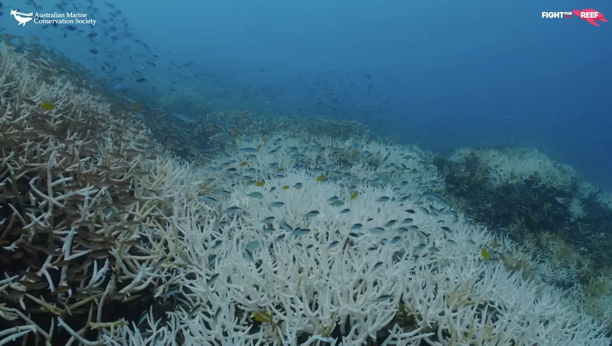 Great Barrier Reef Suffering Record Coral Bleaching With Damage 59 Feet ...